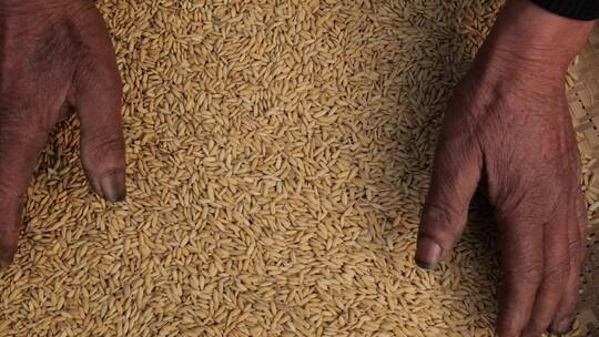 双手捧起饱满的稻谷大米粮食
