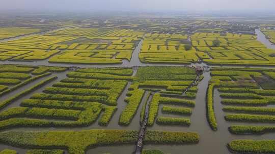 江苏扬州千垛油菜花运河航拍