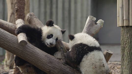 两只可爱的幼年大熊猫在玩耍嬉戏追逐打闹