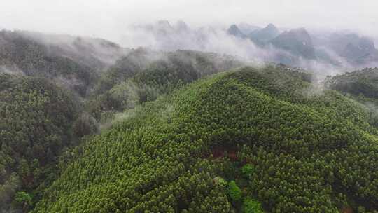 航拍森林自然风景云雾