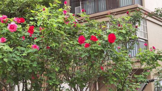 疫情街道城市花草树木车辆交通