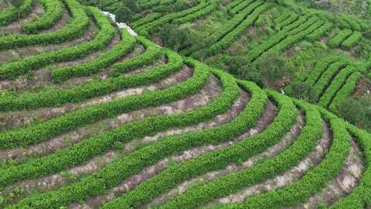 平阳茶山视频素材模板下载