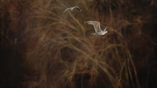 夕阳下飞翔的鸟海鸥飞翔超慢动作海鸟红嘴鸥视频素材模板下载