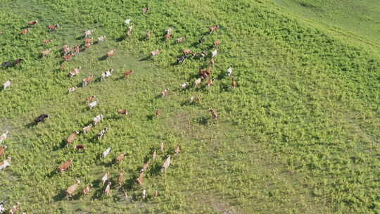 航拍草原上牛群吃草奔跑