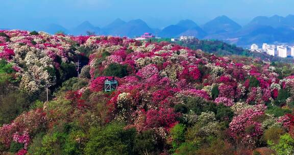 贵州毕节百里杜鹃景区航拍