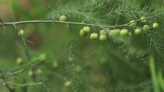 北方农村芦笋种植一组03