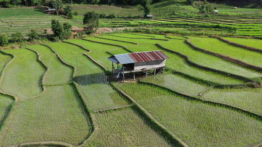 农业种植和绿色的稻田水渠