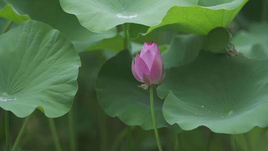 夏日荷花视频素材模板下载