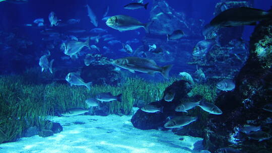 海底的鱼群景观