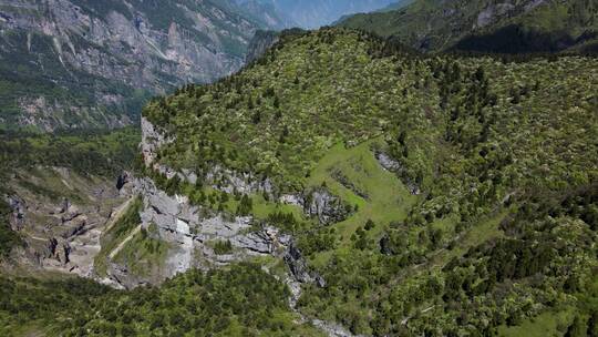 九顶山 高山杜绝林 杜鹃花