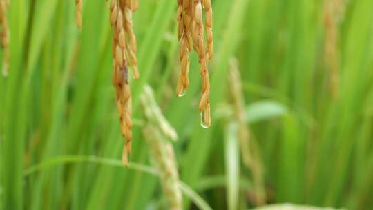 成熟的稻穗水稻特写雨露水珠田野