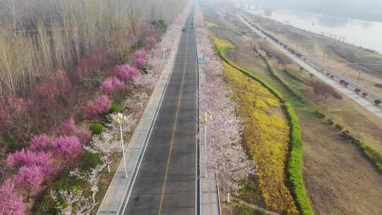 航拍微山樱花大道2