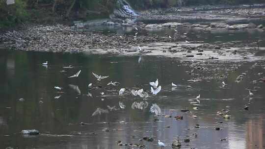 冬天一群白鹭争抢食物的场景实拍
