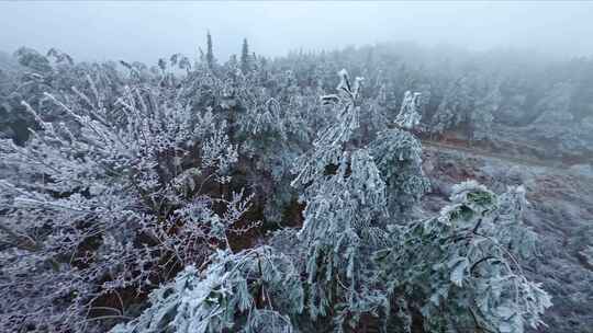 大自然雾凇山顶白雪皑皑