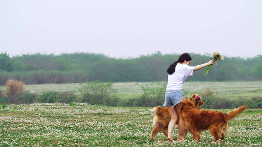 美女和宠物狗金毛在春天鲜花草地上玩耍奔跑