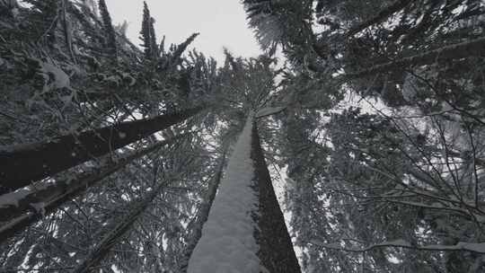 雪落在树上