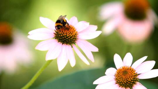 3835_蜜蜂在一朵大花上工作