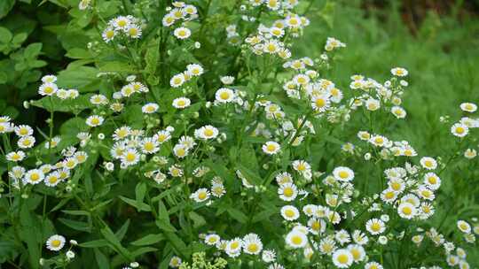 农村路边野花小菊花 洋甘菊