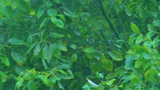 城市下暴雨下雨天雨水雨滴植物树叶子树木雨