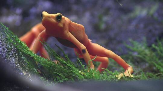 热带雨林中美丽的橙色青蛙视频素材模板下载