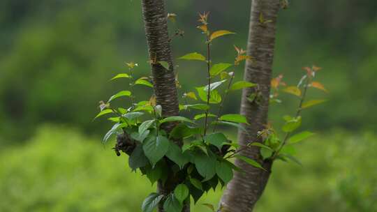 绿色植物特写镜头