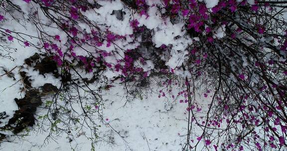 航拍雪压杜鹃（五月末杜鹃花开时普降瑞雪）