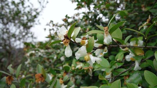 茶花茶树山茶籽茶油农业