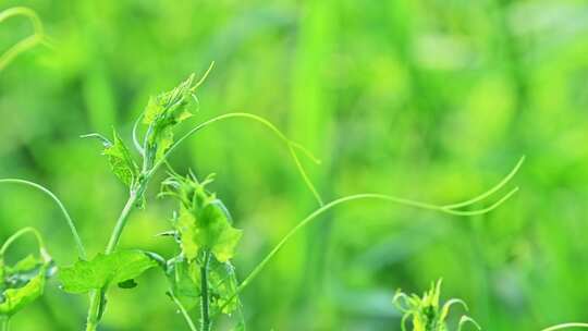 夏天生长的绿色蔓生草本植物触须特写