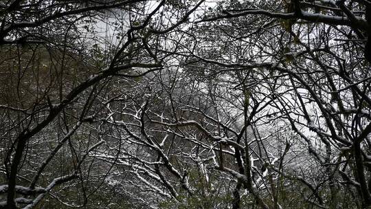 实拍冬天雪景雾凇