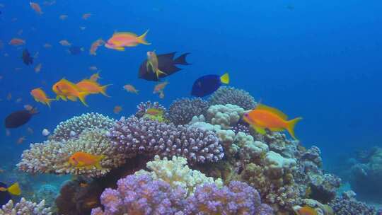红海热带珊瑚礁
