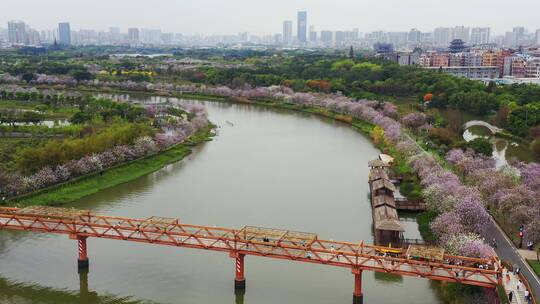 广州海珠湿地紫荆花