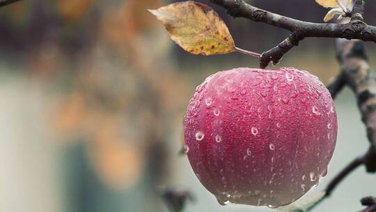 树梢上雨水露水滋润下红色的苹果镜头特写