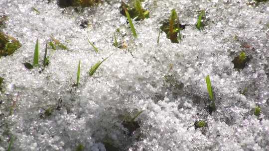 冰雪融化 植物苏醒 万物复苏