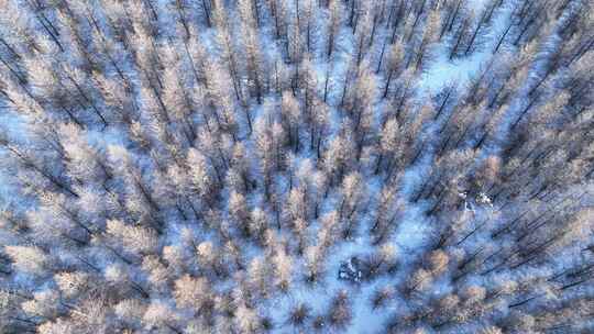 冰雪覆盖的落叶松人工林视频素材模板下载