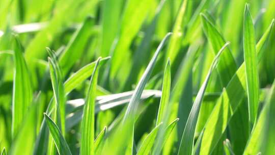 风中阳光下的绿色小草麦苗视频素材模板下载