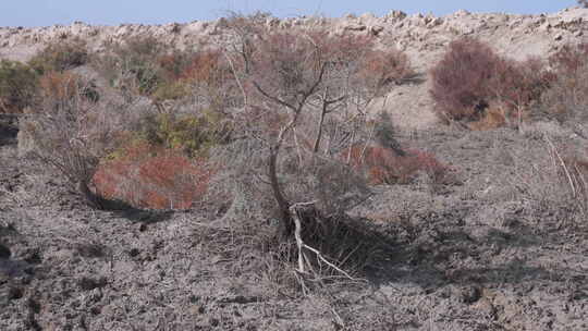 新疆秋天沙漠植被4K素材