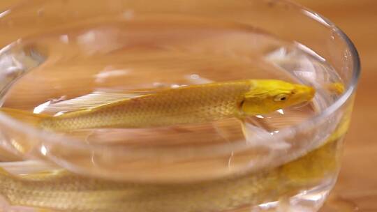 【镜头合集】玻璃鱼缸里的金鱼锦鲤视频素材模板下载