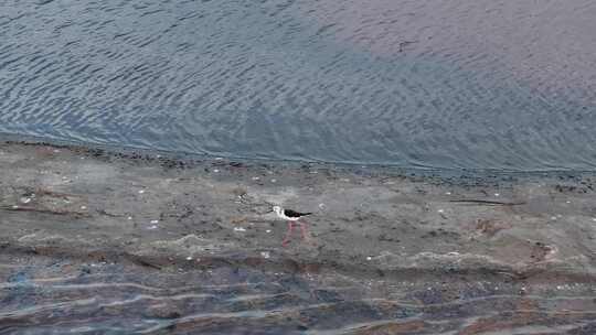 山西运城湖水水鸟清晨 合集