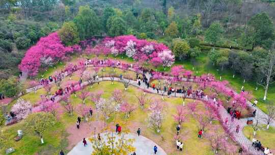 公园樱花林游人观赏景象