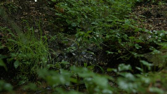 山涧流淌水流山泉雨后草地绿植草丛视频素材模板下载