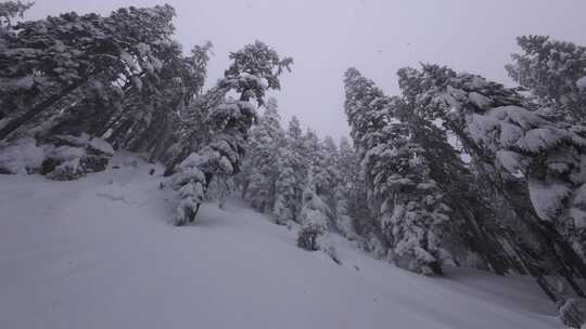 树，森林，雪，低角度