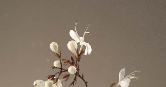 茉莉花 水汽 雨 化妆品 自然 成分