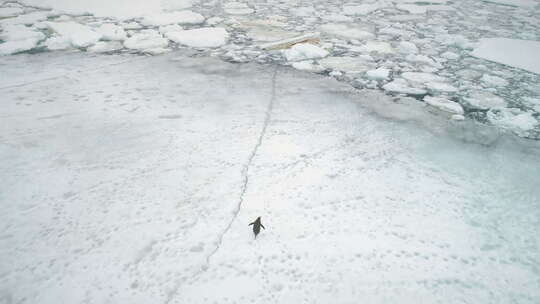 南极洲企鹅在雪地上奔跑。