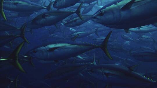 金枪鱼群在深海游泳