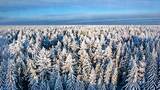 东北长白山冰雪林海雾凇森林雪景自然风景高清在线视频素材下载