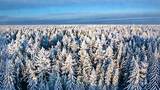 东北长白山冰雪林海雾凇森林雪景自然风景高清在线视频素材下载