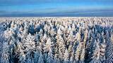 东北长白山冰雪林海雾凇森林雪景自然风景高清在线视频素材下载