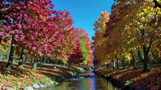 秋日溪边多彩枫树风景