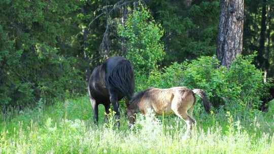 森林里的马草原上的马吃草野外的马吃草野马视频素材模板下载