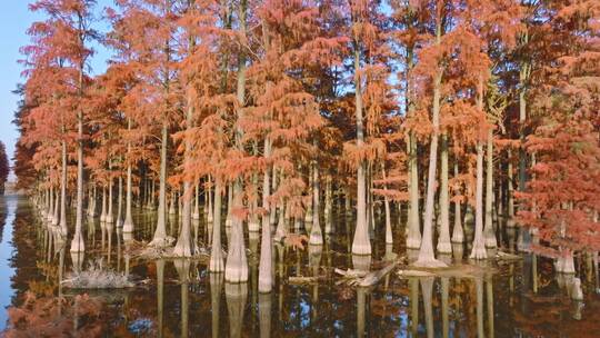 秋天武汉涨渡湖湿地红叶水上森林杉树